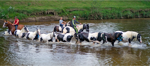 Horse washing in the River Eden at Appleby Fair. Image courtesy of Wikimedia Commons